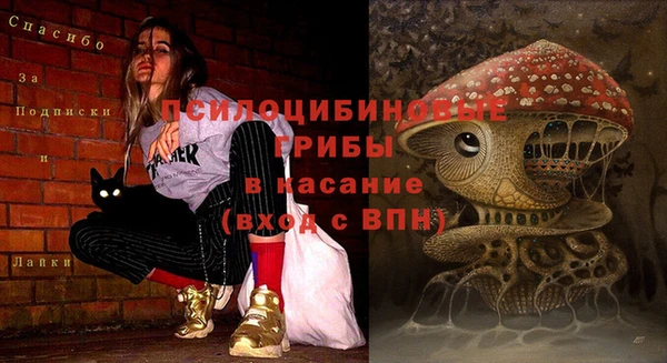 сатива Верея