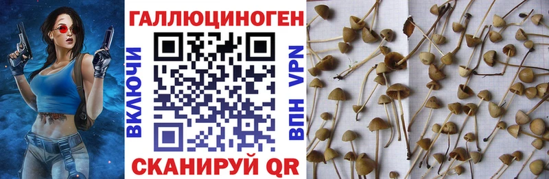 Галлюциногенные грибы мухоморы  где купить наркоту  Шали 
