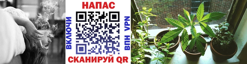 Каннабис OG Kush  Шали 